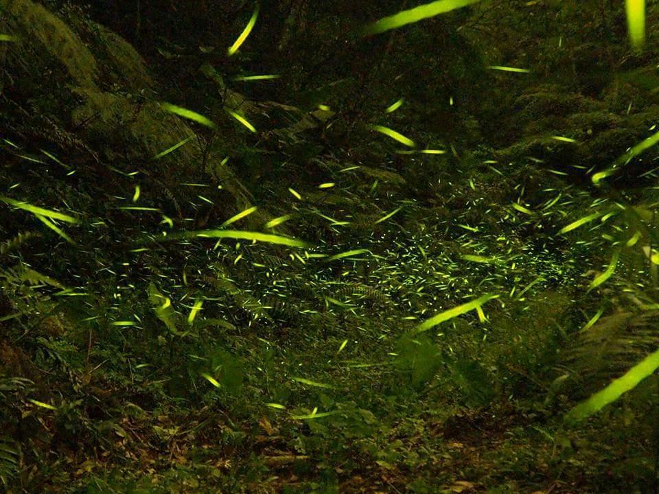 Starlight Forest B&B Jinshi Buitenkant foto
